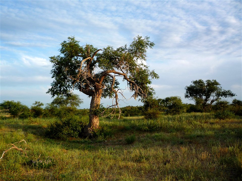 Ulmus pumila in Bayannuur sum, Bulgan province, Mongolia