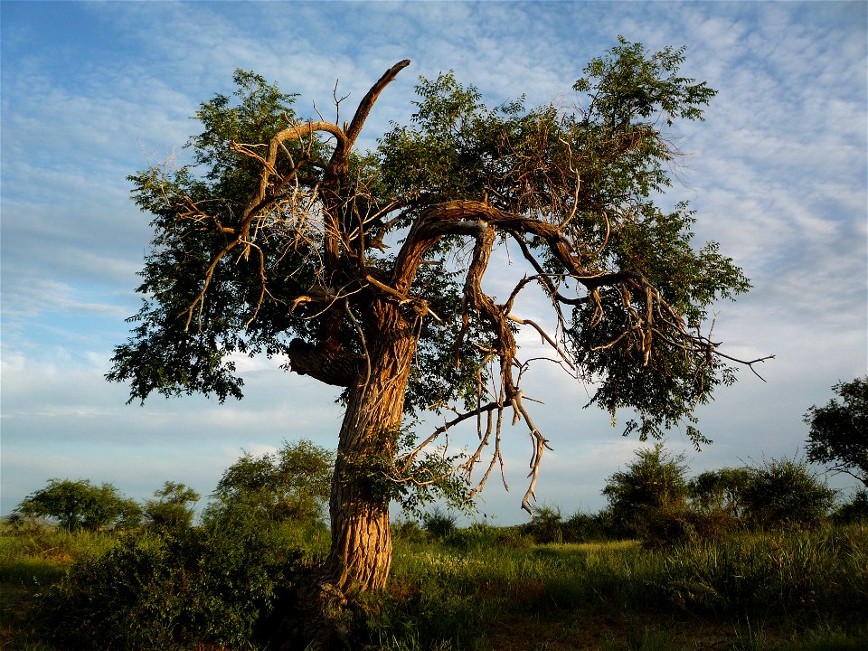 Ulmus pumila in Bayannuur sum, Bulgan province, Mongolia
