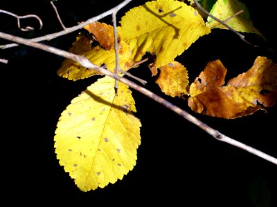 Ulmus pumila Fall leaves close up, Sierra Madrona, Spain photo