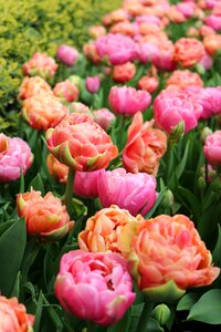 Spring flowers nature