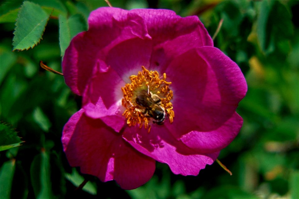 Rosa nipponensis Crép. in Mount Jii, Hida Mountains、Japan.