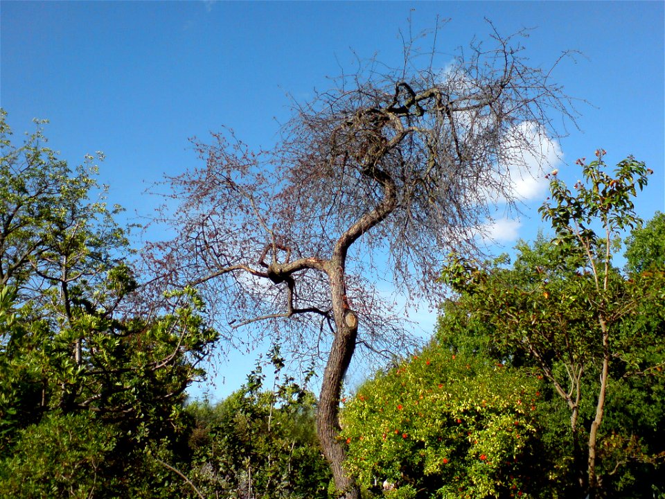 Malus baccata - Botanischer Garten Leipzig