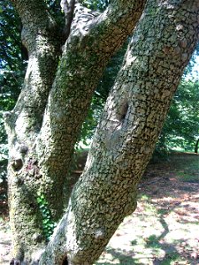 A picture of the trunk of Malus baccata.
