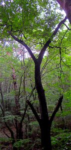 속리산에서 촬영된 야광나무 photo