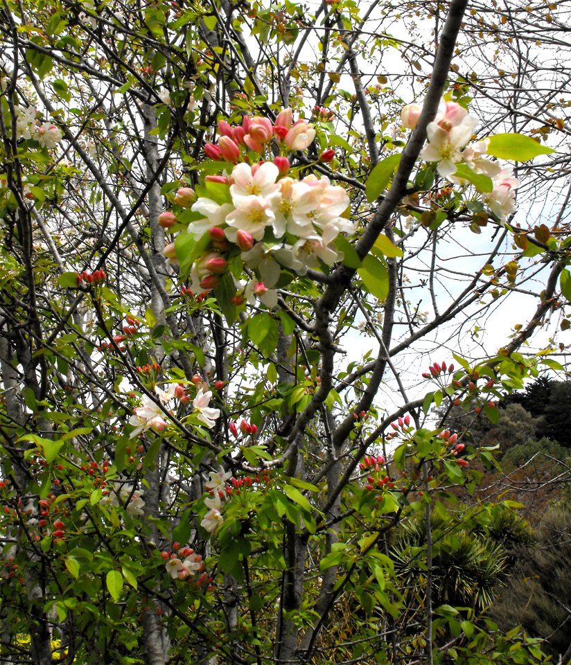 Malus baccata at the UC Berkeley Botanical Garden, California, USA. Identified by sign.