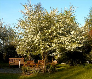 Flowering Malus toringo var. sargentii, sieboldii
Other photos of the same tree