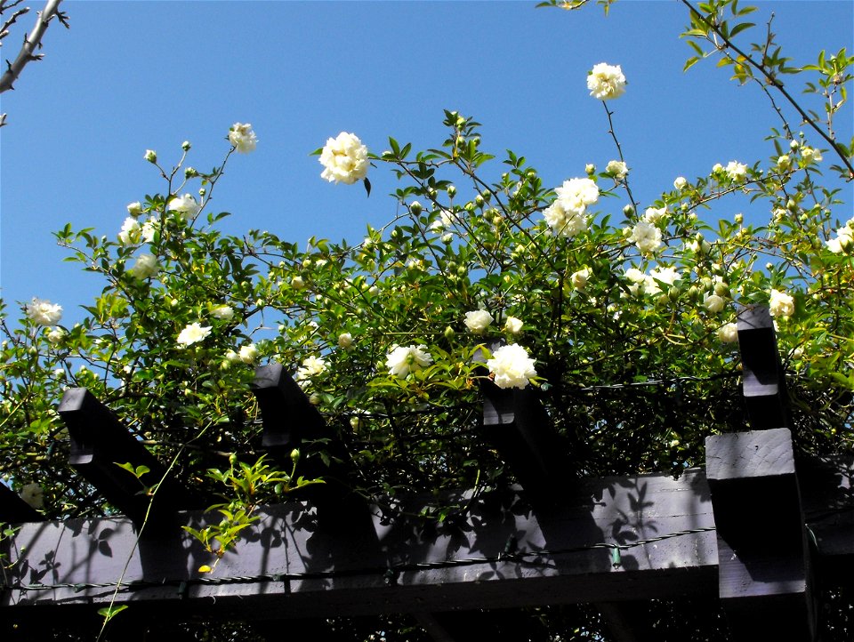 Rosa banksiae 'Alba Plena' in the Water Conservation Garden at Cuyamaca College, El Cajon, California, USA. Identified by sign.