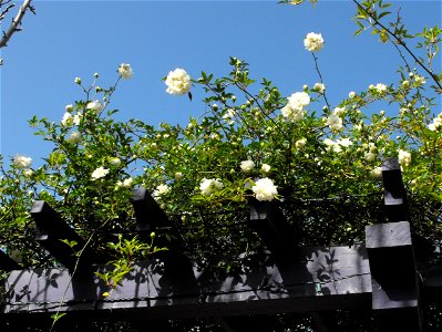 Rosa banksiae 'Alba Plena' in the Water Conservation Garden at Cuyamaca College, El Cajon, California, USA. Identified by sign.