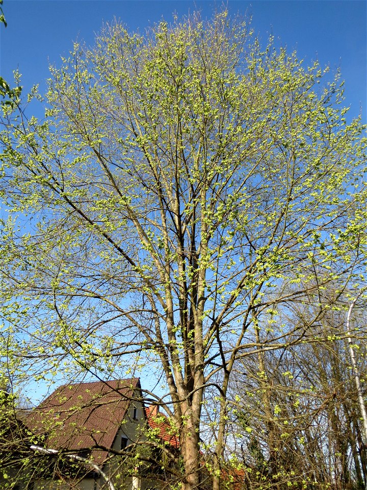 Feld-Ulme (Ulmus minor) an der Denkmalstraße in Sankt Arnual