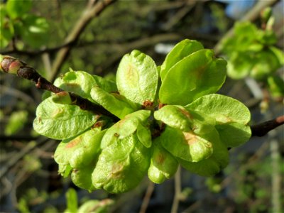 Feld-Ulme (Ulmus minor) an der Denkmalstraße in Sankt Arnual photo