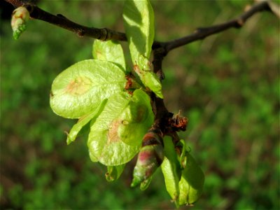 Feld-Ulme (Ulmus minor) an der Denkmalstraße in Sankt Arnual photo