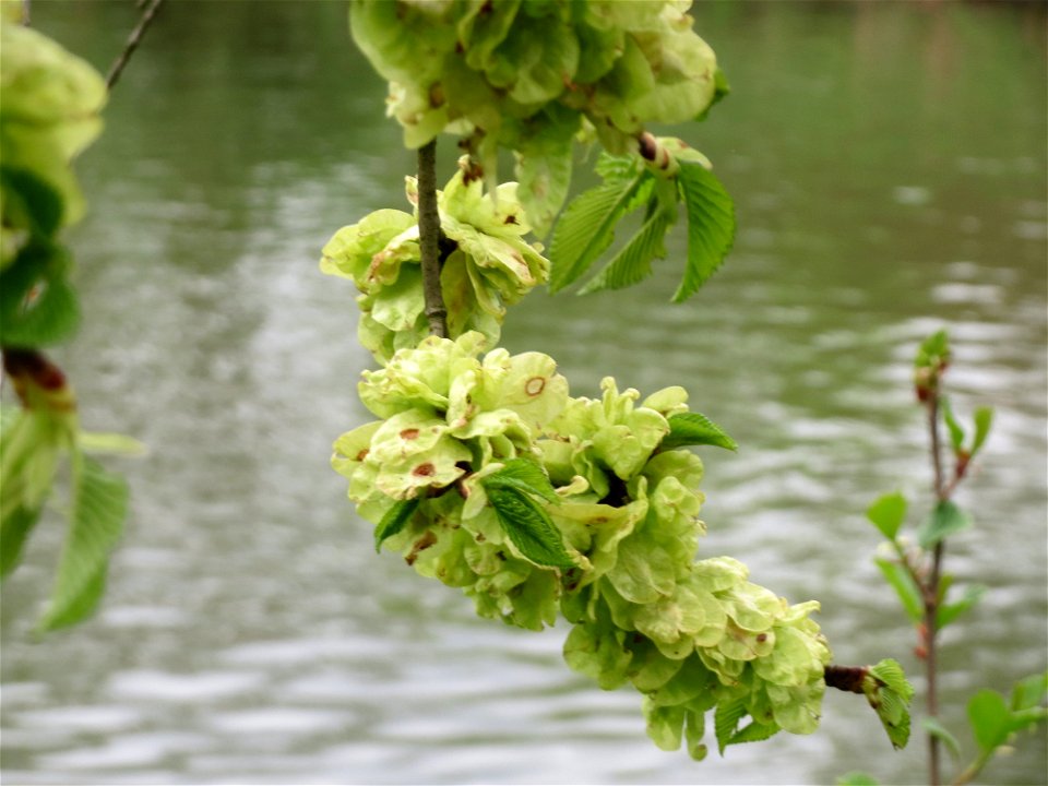 Feldulme (Ulmus minor) an der Saar in Saarbrücken