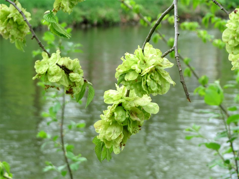 Feldulme (Ulmus minor) an der Saar in Saarbrücken