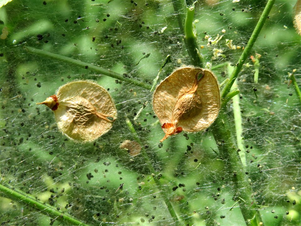 Früchte der Feld-Ulme (Ulmus minor) auf dem Gespinst von Yponomeuta cagnagella im Naturschutzgebiet Alter Bahndamm