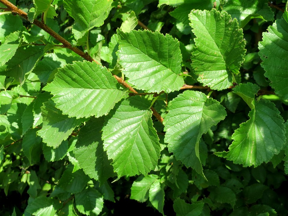 Feldulme (Ulmus minor) im Hockenheimer Rheinbogen