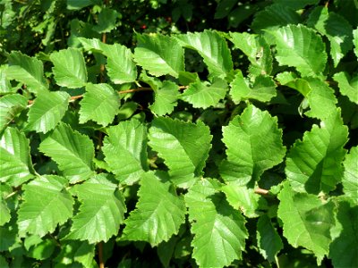 Feldulme (Ulmus minor) im Hockenheimer Rheinbogen
