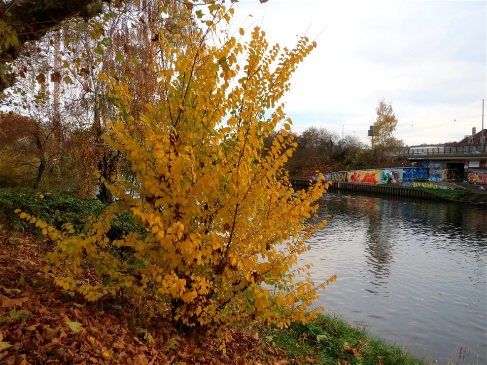 Feldulme (Ulmus minor) an der Saar in Saarbrücken