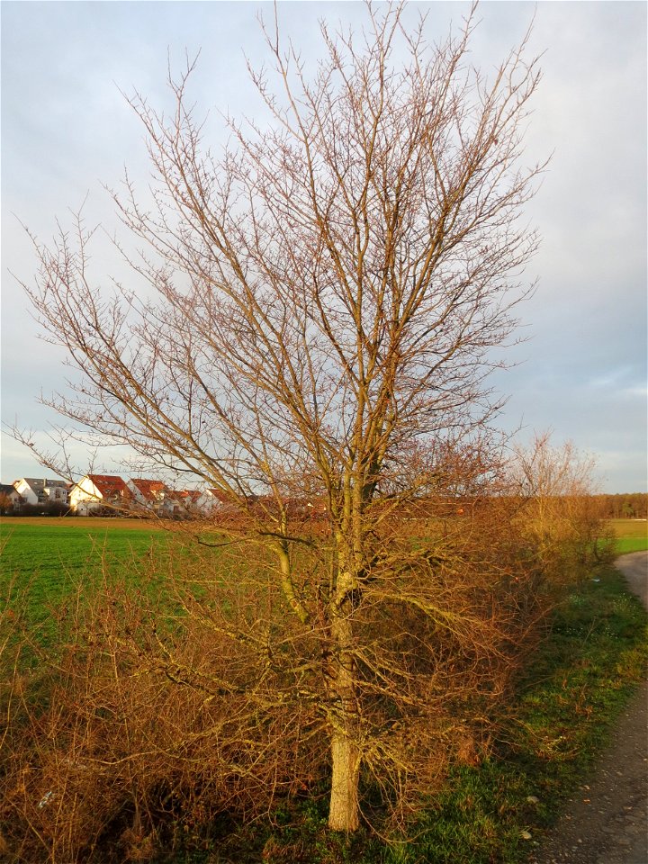 Feld-Ulme (Ulmus minor) in Hockenheim