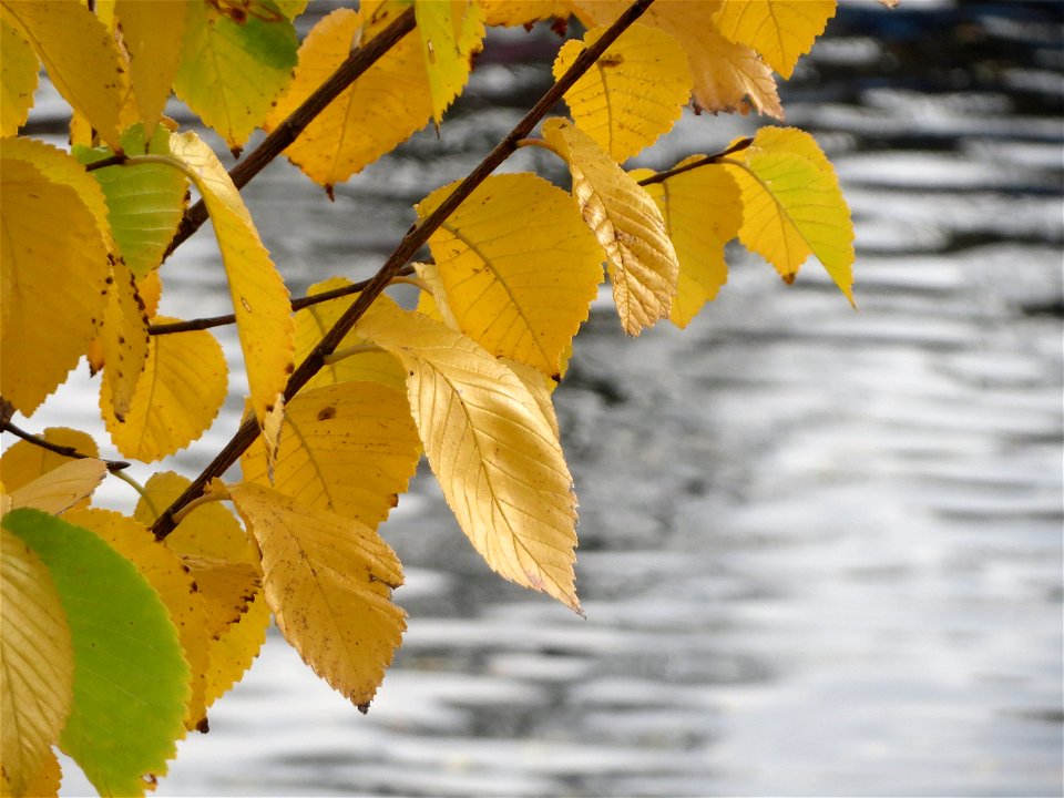 Feldulme (Ulmus minor) an der Saar in Saarbrücken
