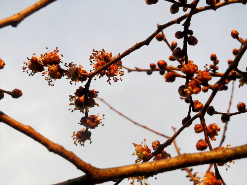 Blüte der Feld-Ulme (Ulmus minor) in Hockenheim
