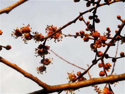 Blüte der Feld-Ulme (Ulmus minor) in Hockenheim