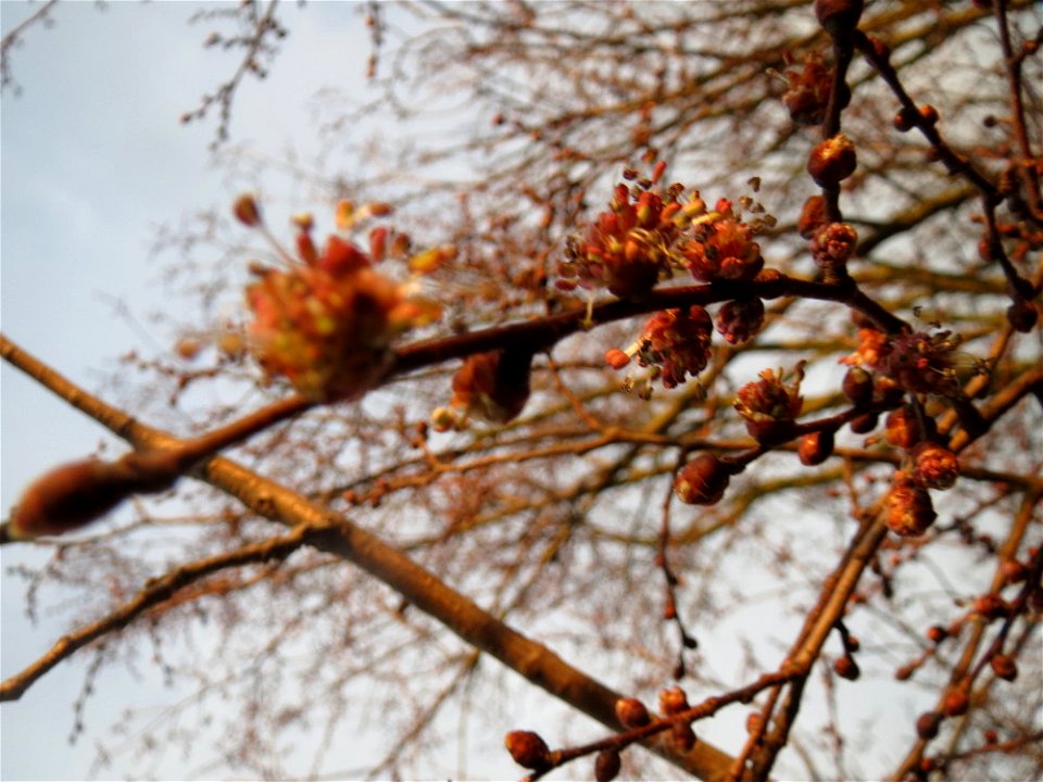 Blüte der Feld-Ulme (Ulmus minor) in Hockenheim