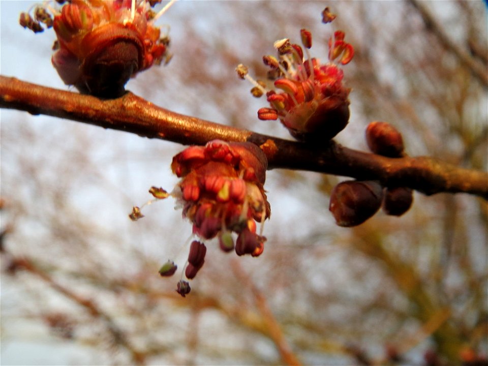 Blüte der Feld-Ulme (Ulmus minor) in Hockenheim photo