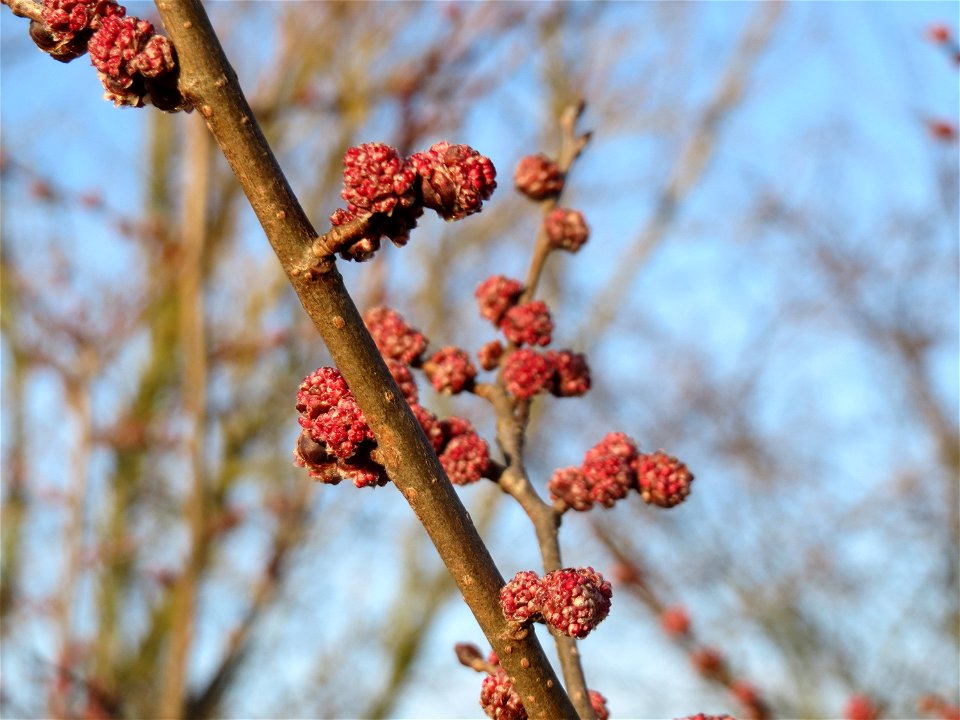 Feld-Ulme (Ulmus minor) in Hockenheim photo