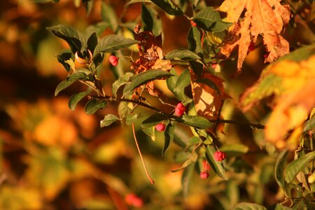 Autumn day leaves autumn background photo