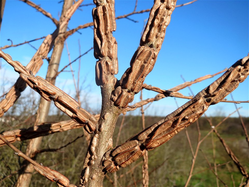 Feld-Ulme (Ulmus minor) bei Hockenheim