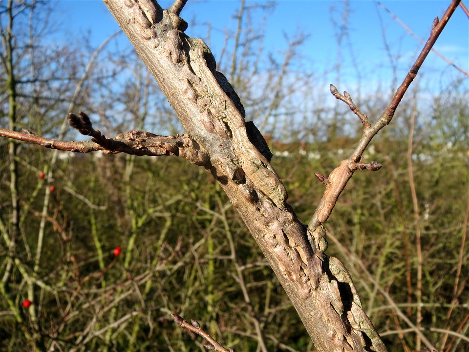 Feld-Ulme (Ulmus minor) bei Hockenheim