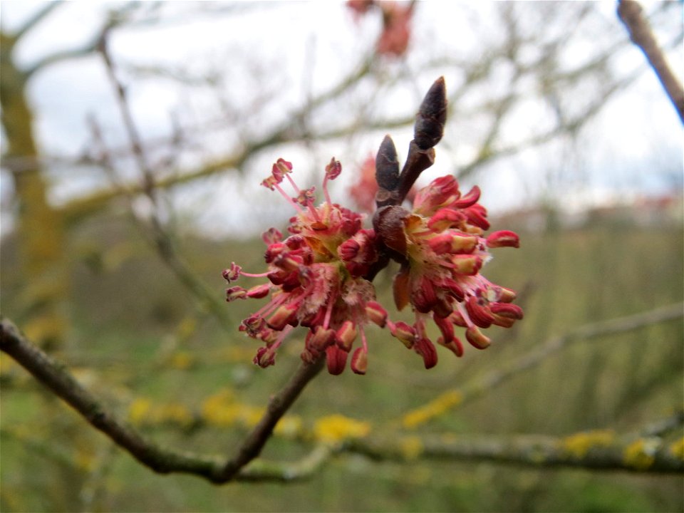 Feld-Ulme (Ulmus minor) bei Hockenheim