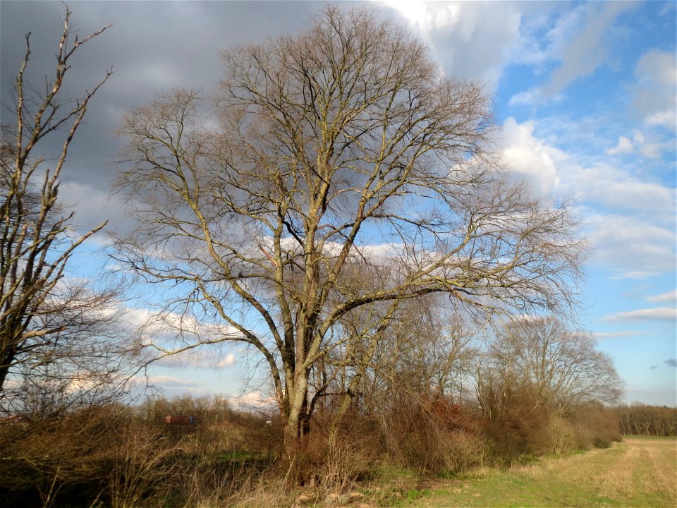 Feldulme (Ulmus minor) im Hockenheimer Rheinbogen