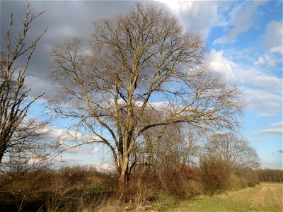 Feldulme (Ulmus minor) im Hockenheimer Rheinbogen