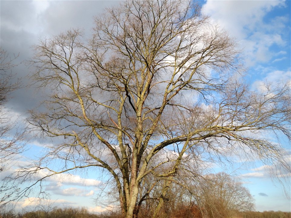 Feldulme (Ulmus minor) im Hockenheimer Rheinbogen