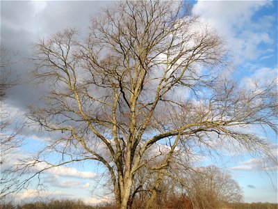 Feldulme (Ulmus minor) im Hockenheimer Rheinbogen