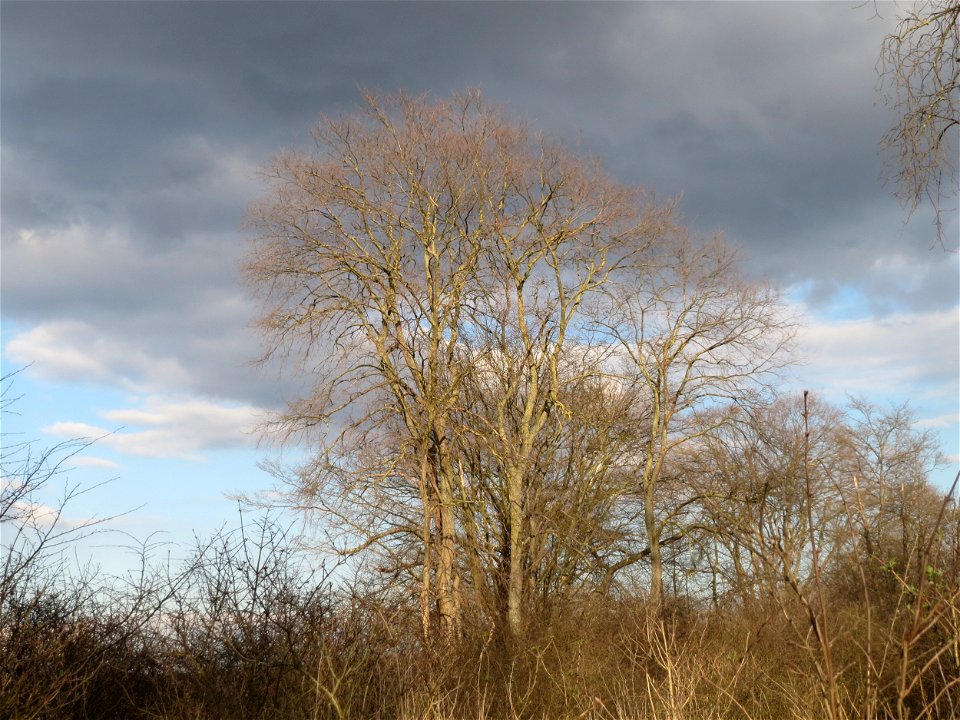 Feldulme (Ulmus minor) im Hockenheimer Rheinbogen