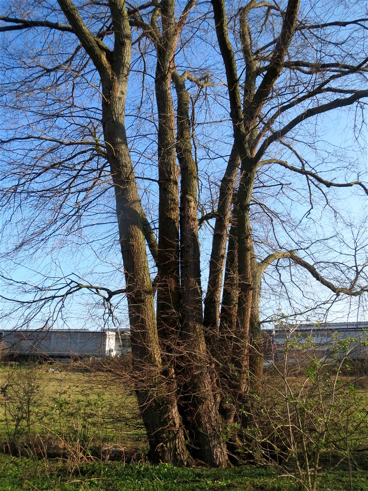 Feldulme (Ulmus minor) im Hockenheimer Rheinbogen