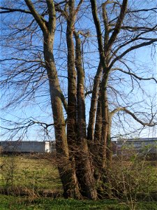 Feldulme (Ulmus minor) im Hockenheimer Rheinbogen