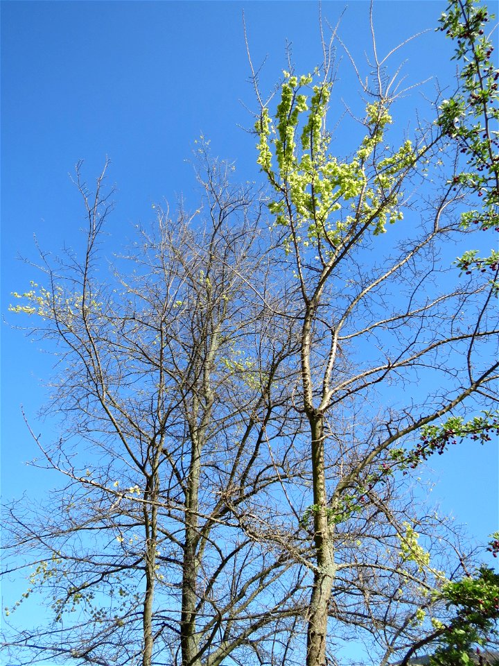 Feldulme (Ulmus minor) am Neckarufer in Heidelberg-Neuenheim