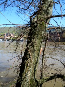 Feldulme (Ulmus minor) am Neckarufer in Heidelberg-Neuenheim