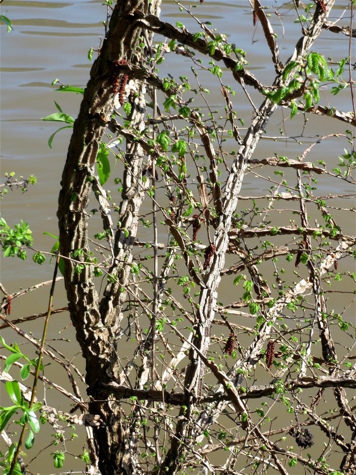 Feldulme (Ulmus minor) am Neckarufer in Heidelberg-Neuenheim