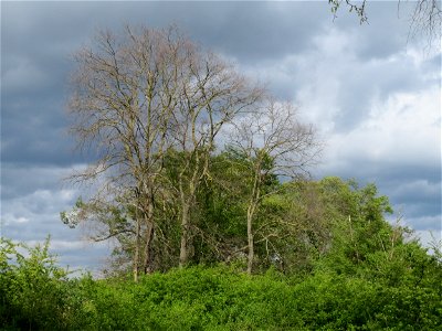 Offenbar abgestorbene Feldulmen (Ulmus minor) im Naturschutzgebiet Alter Bahndamm im Hockenheimer Rheinbogen - in diesem Bereich gibt es einen ziemlich grossen Bestand ausgewachsener Feldulmen, aber a