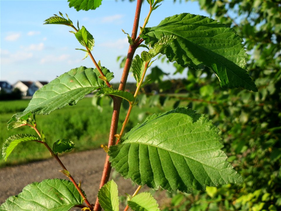 Feld-Ulme (Ulmus minor) bei Hockenheim photo