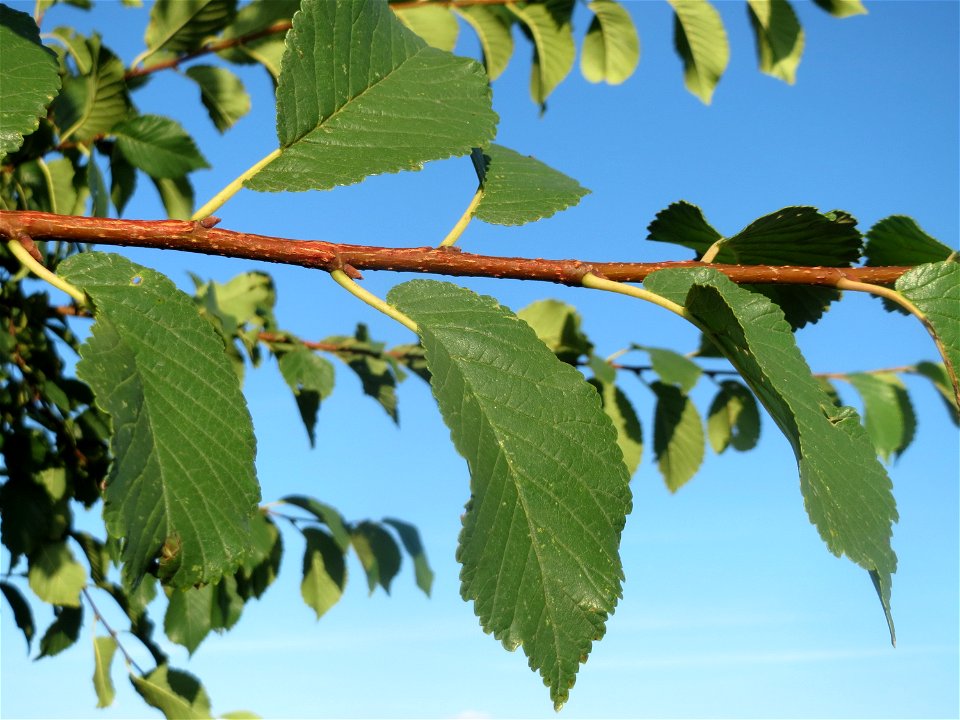 Feld-Ulme (Ulmus minor) bei Hockenheim photo