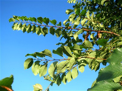 Feld-Ulme (Ulmus minor) bei Hockenheim photo