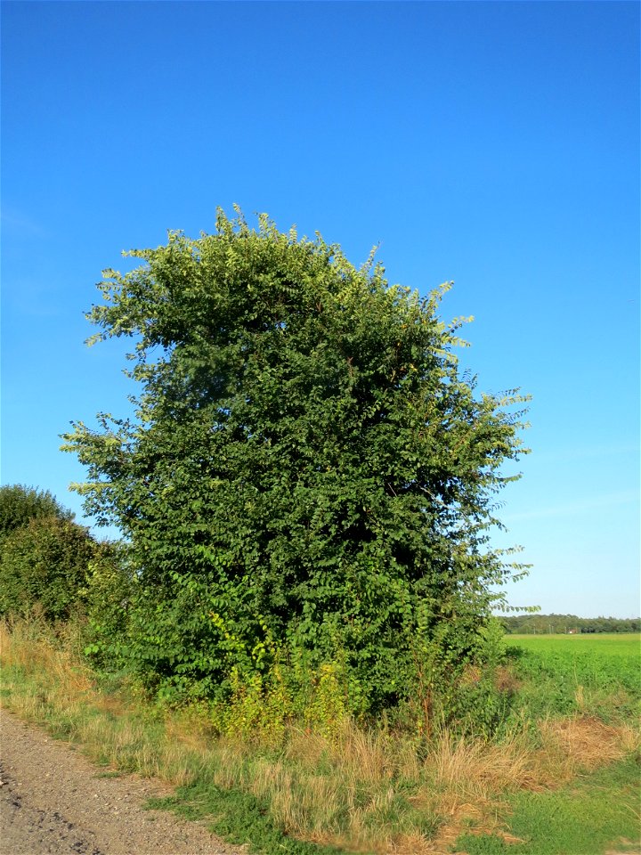 Feld-Ulme (Ulmus minor) bei Hockenheim