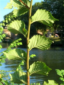 Feldulme (Ulmus minor) an der Saar in Saarbrücken