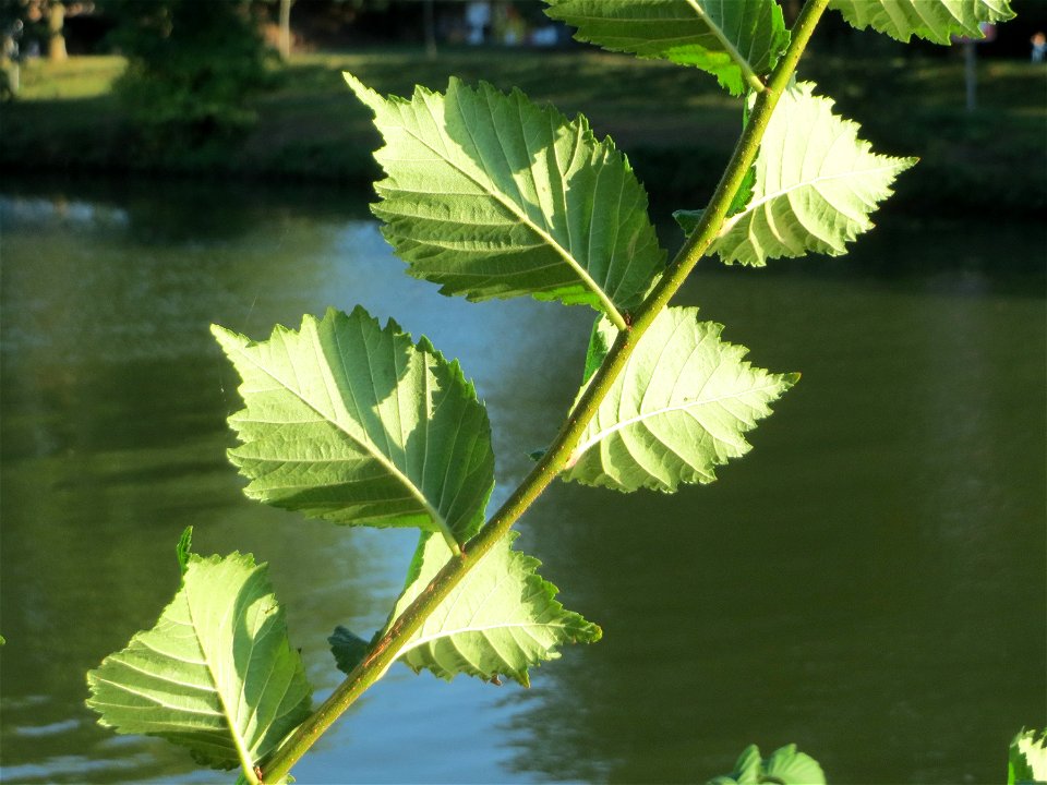 Feldulme (Ulmus minor) an der Saar in Saarbrücken