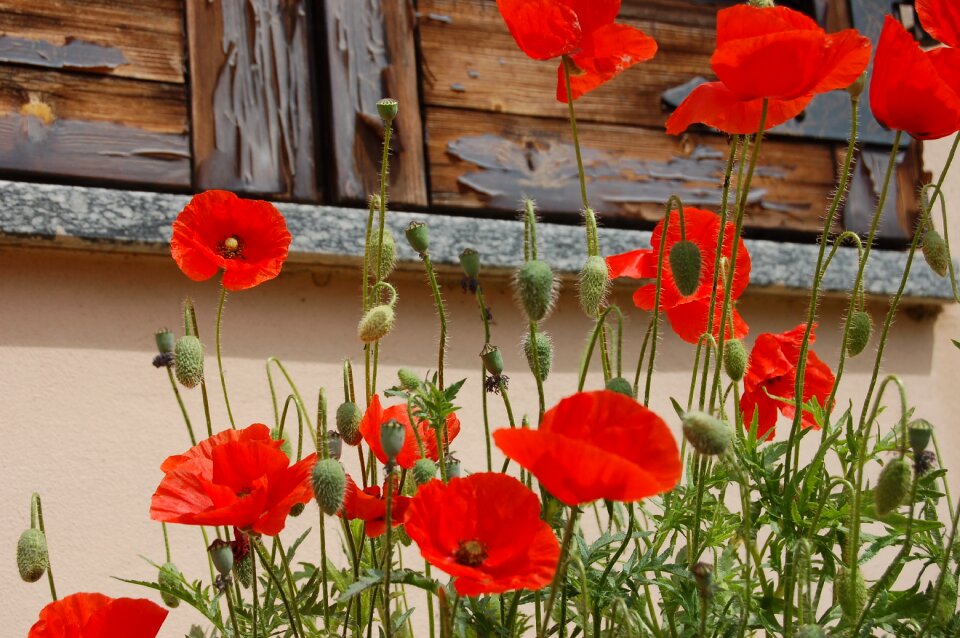 Bloom wildflowers poppy red